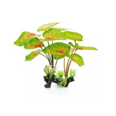 Planta Caladium 30cm